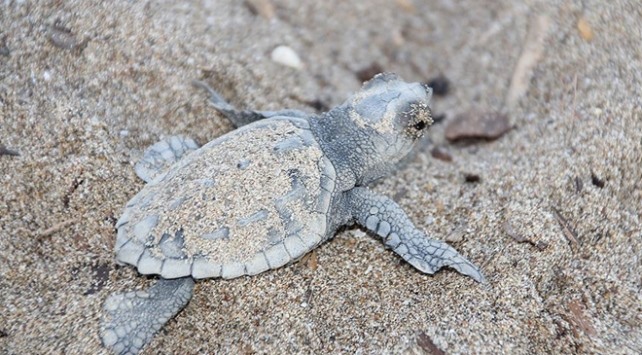 “2 Milyon Caretta Caretta Yumurtasını Koruma Altına Aldık”