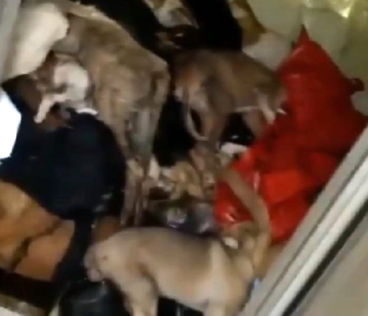 Antalya’daki barınakta dehşete düşüren görüntüler