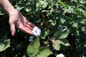 Pamukta Destekleme Priminin Açıklanması Talebi