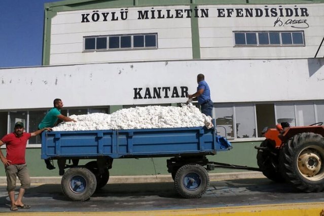 Beyaz altında ilk hasat yapıldı