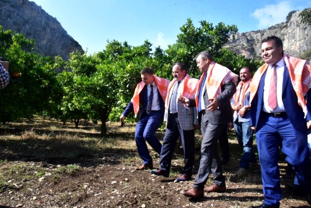 Kimyasalsız 120 ton portakal üretildi