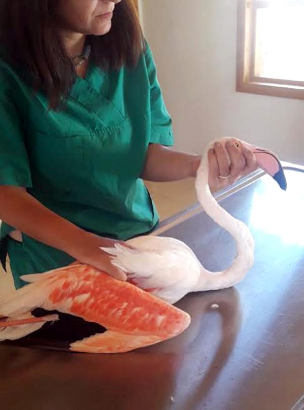 Silahla vurulan flamingoya tedavi