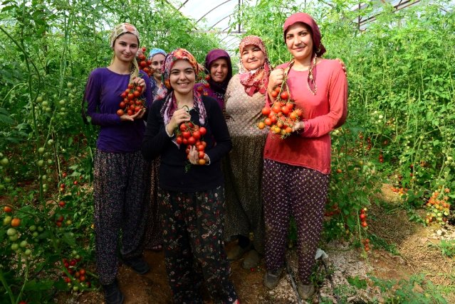 Antalya’da güz dönemi domates hasadı başladı