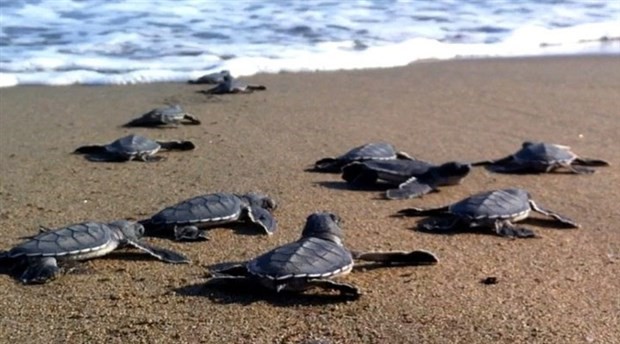 Alanya’da caretta carettalar yönünü şaşırınca vatandaşlar devreye girdi