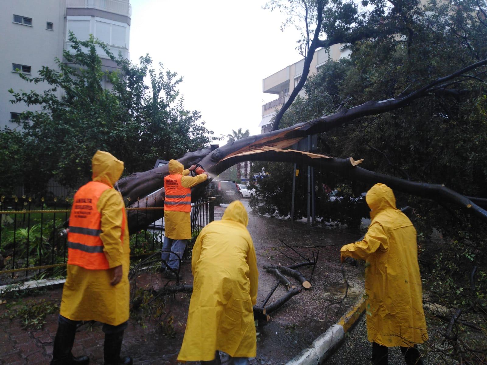 Devrilen ağaçlara müdahale