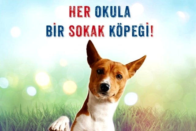Antalya’da “Her okula bir sokak köpeği” projesi