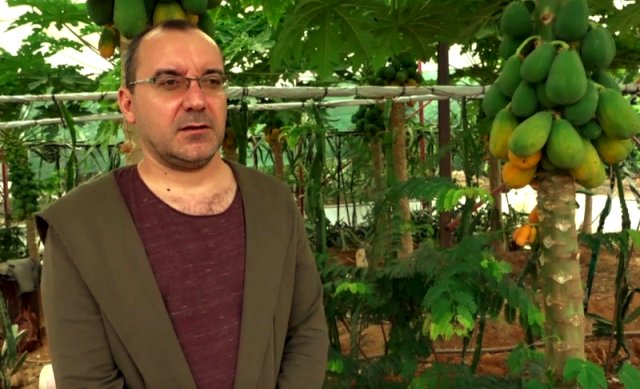 Okuduğu yalnız ada kitabından etkilenip papaya üretimine başladı