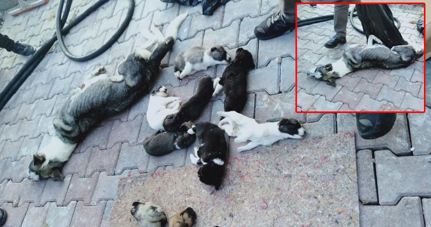 Barınakta 20 köpek ölüsü bulan hayvanseverler şoke oldu