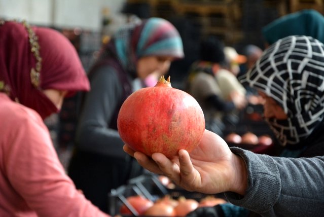 Antalya’dan İngiltere ve Ukrayna’ya nar ihracatı