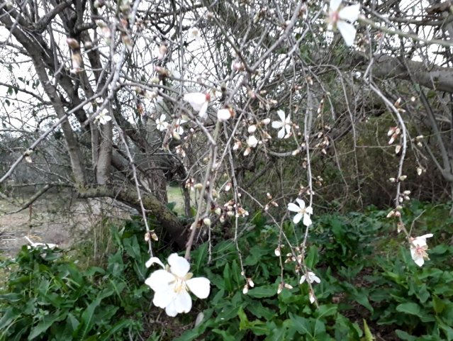 Antalya’da bademler erken çiçek açtı