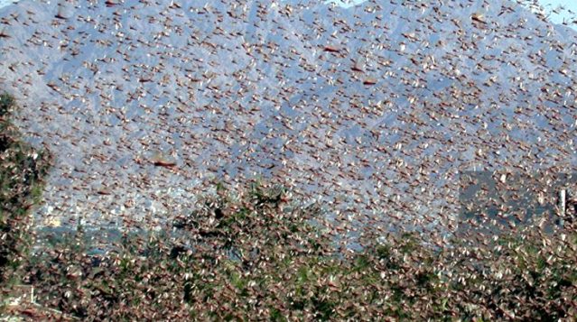 Herkes koranavirüse kilitlemişken Türkiye’yi bekleyen asıl tehlike sınıra dayandı