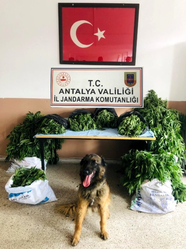 Jandarma ormanda 38 kilo kubar esrar ve 470 kök kenevir ele geçirdi