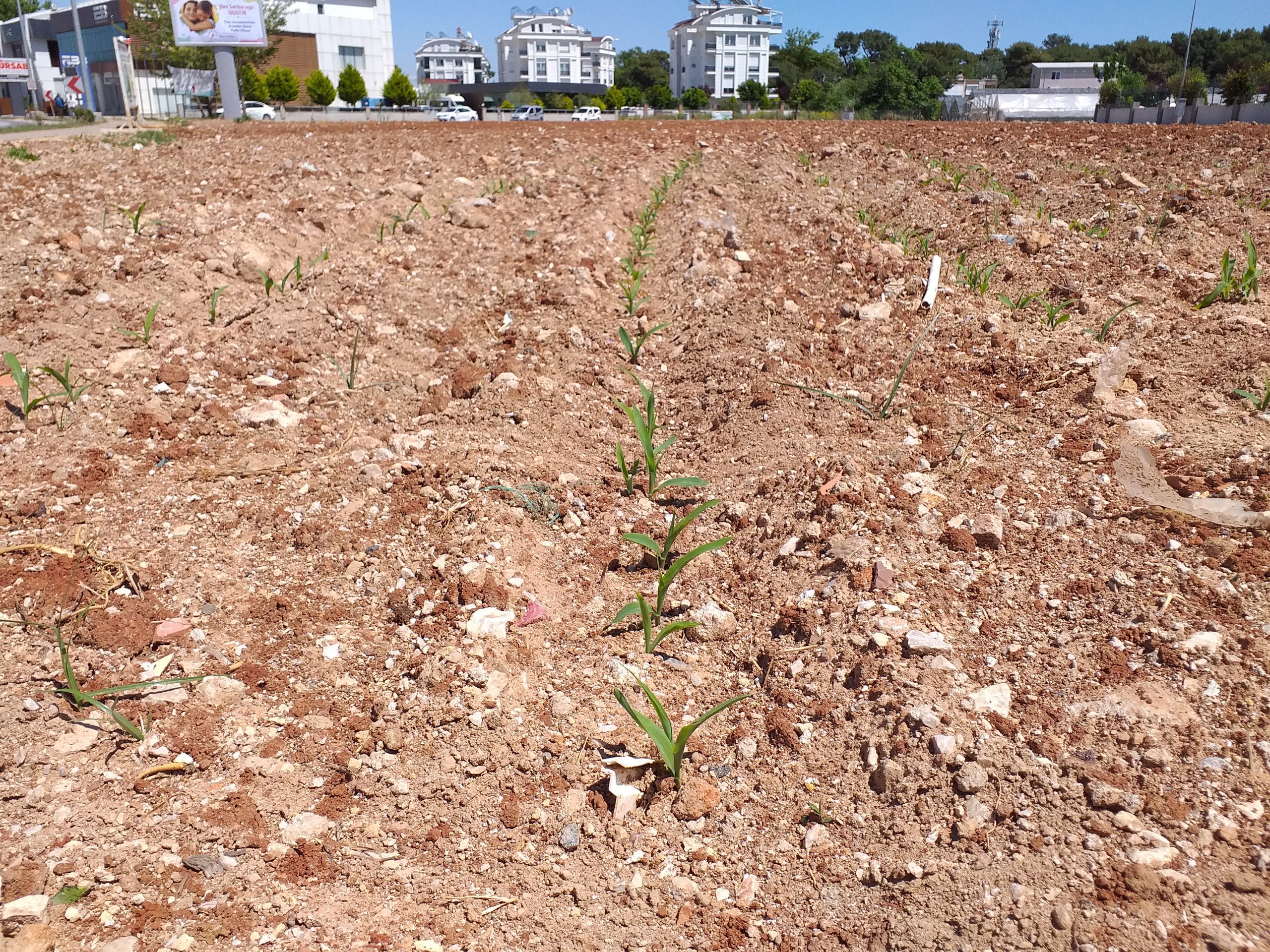 Muratpaşa’nın mısırları yeşerdi