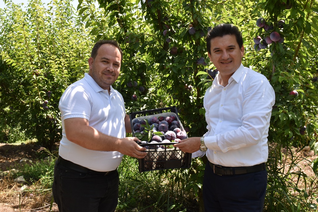 Kumluca’da Erik Hasadı başladı