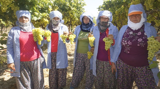 Diyabet hastalarının gözdesi Superior Seedless Çeşidi Sofralık Üzüm ihracat yolcusu