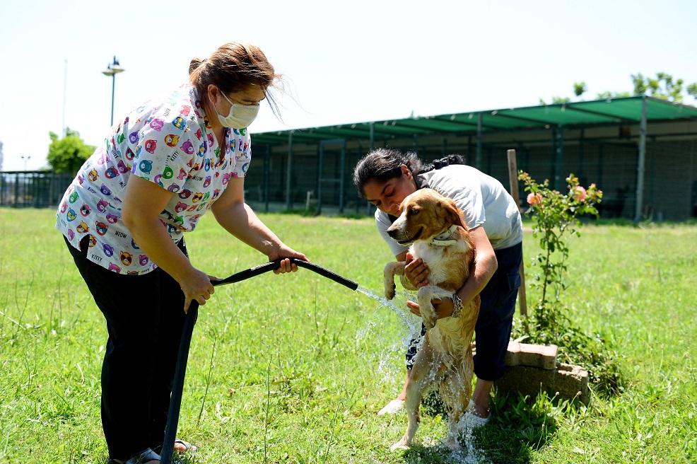 Sokak hayvanlarına sulu serinlik
