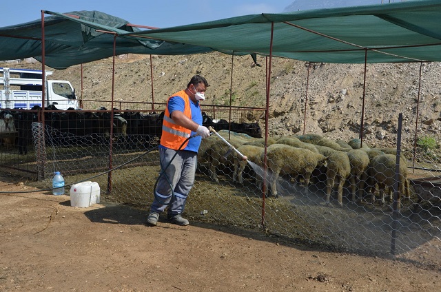 Kurban satış pazarları ilaçlanıyor