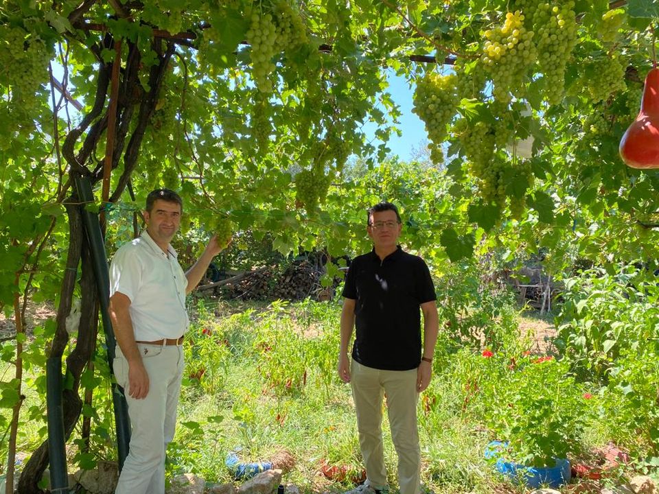 Kaş’da Margaz Üzümünün Hasadını Başlattı