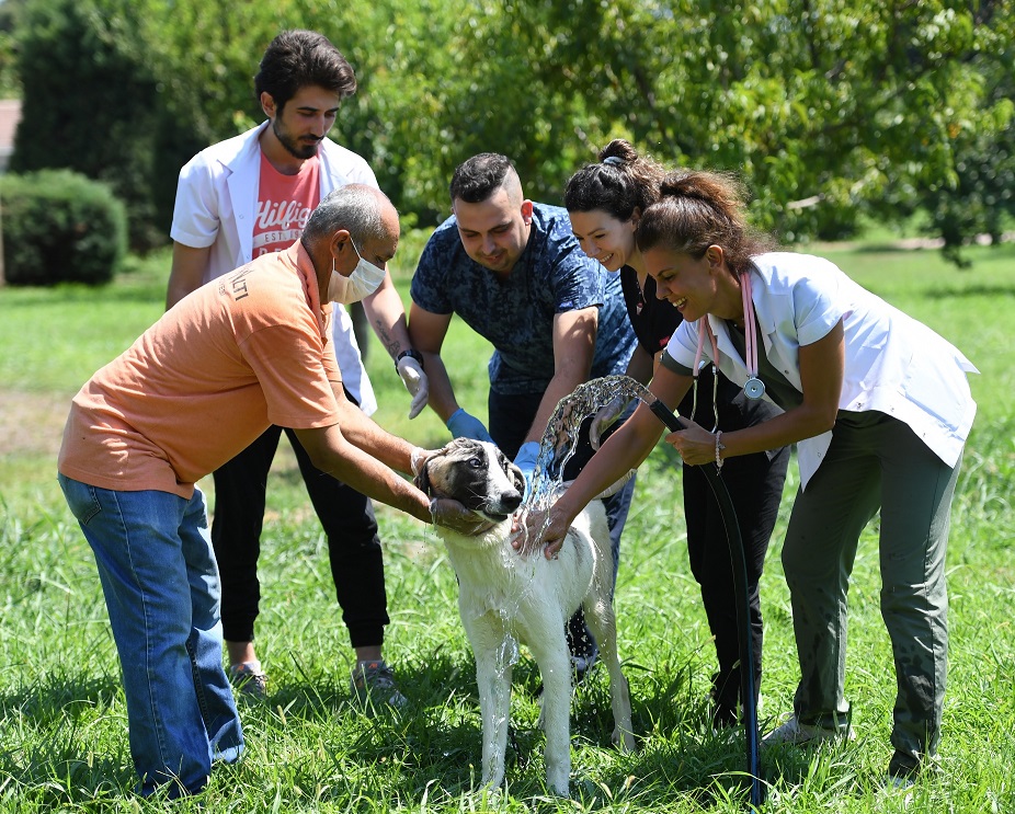 Köpekler banyo seansıyla serinledi