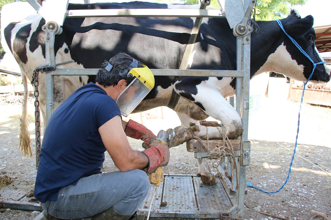 Büyükşehir Belediyesi besicinin yanında