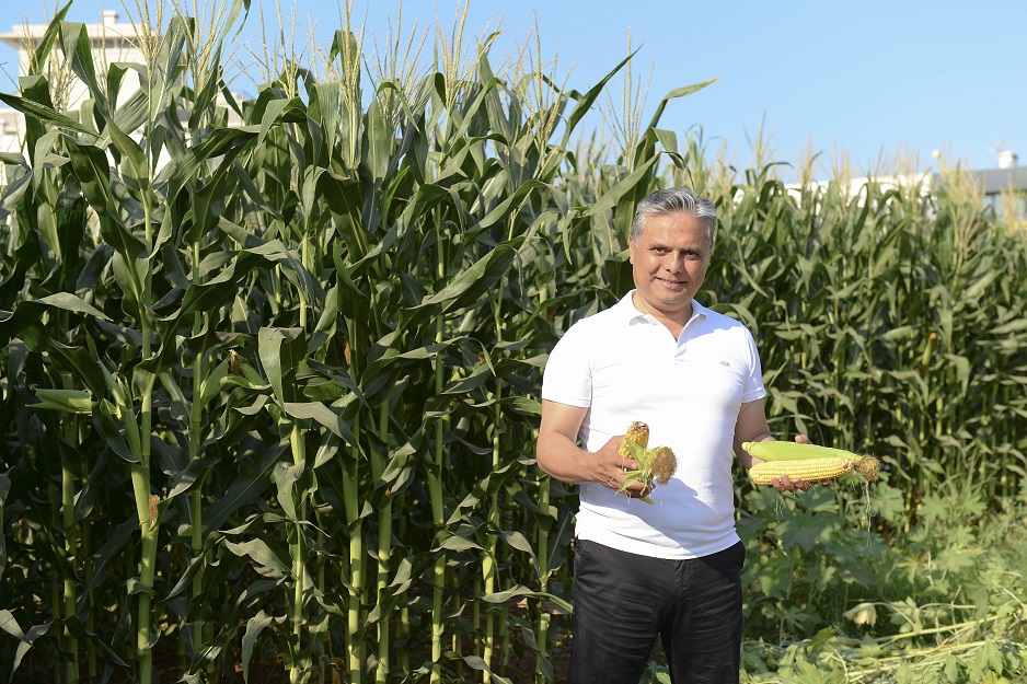Muratpaşa’da Mısır hasadı yapıldı