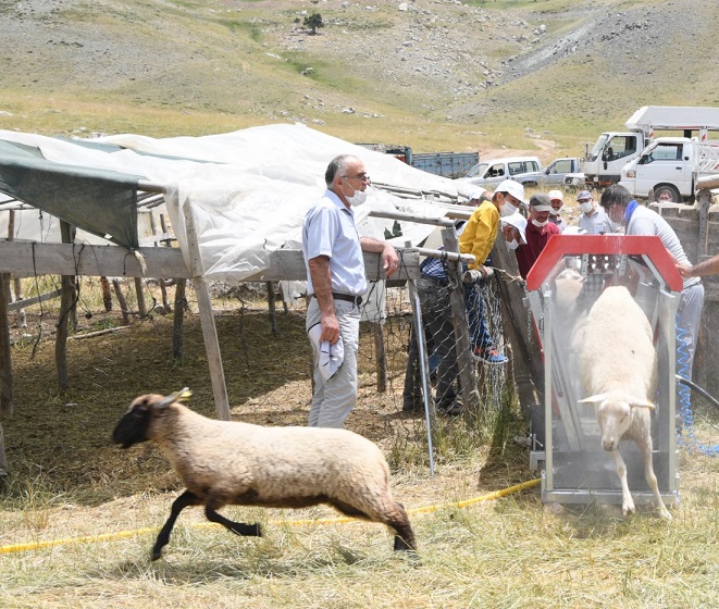 Konyaaltı, hayvan yetiştiricilerinin yanında