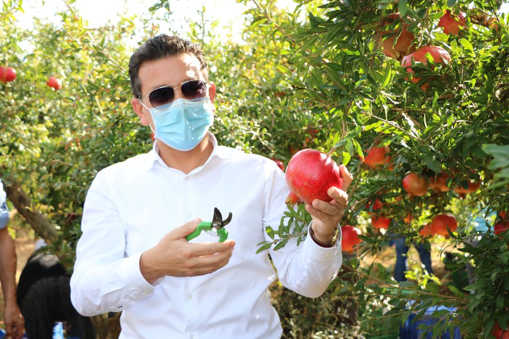 Nar Hasadı Başladı, Pazarı Bereketli Olacak