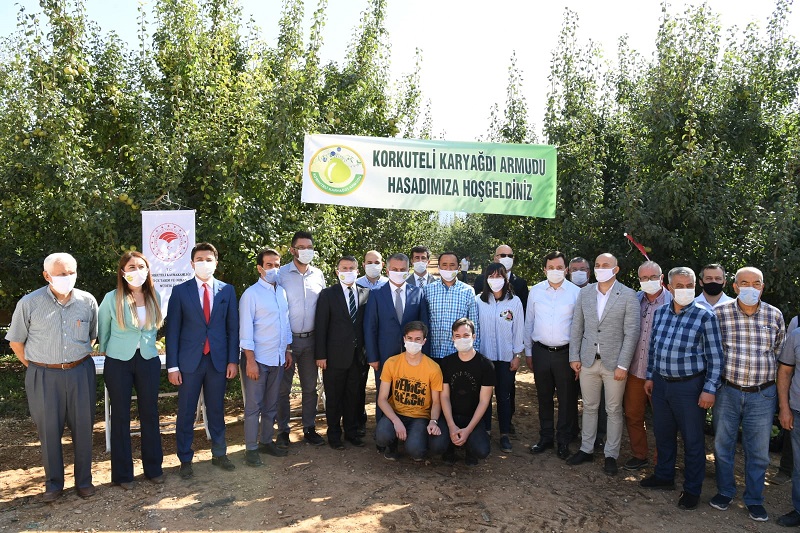 VALİ YAZICI, KARYAĞDI ARMUDUNUN HASADINI GERÇEKLEŞTİRDİ