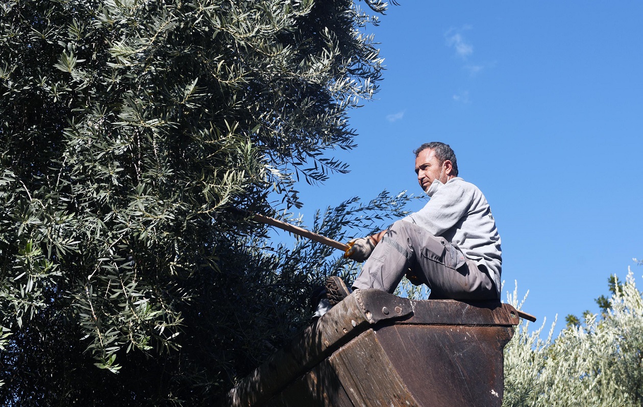 Dokuma’da zeytin hasadı