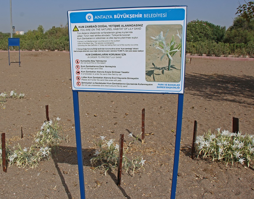 Kum Zambakları koruma altında