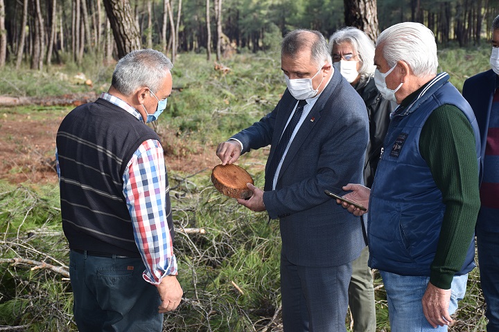 DÜZLERÇAMI’NDA DOĞA KATLEDİLİYOR
