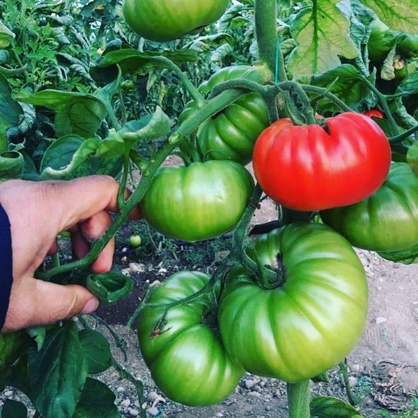 Çiftçinin feryadına dikkat!