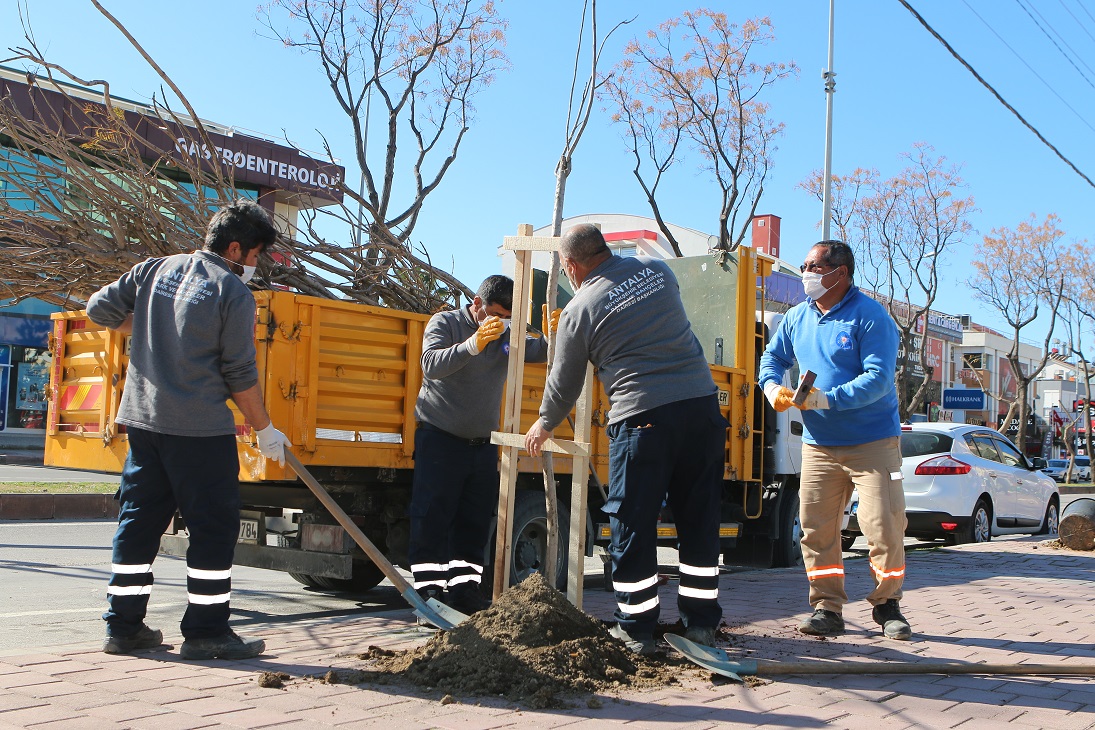 Büyükşehir caddeleri ağaçlandırıyor
