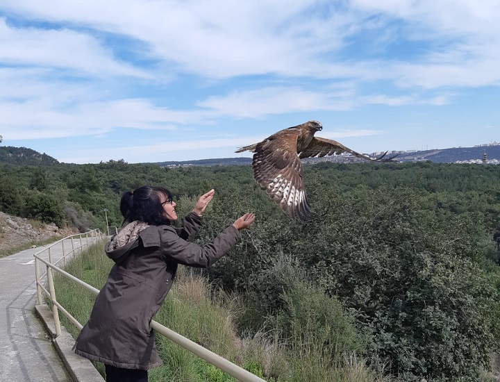 İyileşen kızıl şahinler doğaya salındı