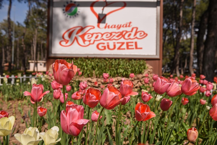 Kepez’de lale baharı