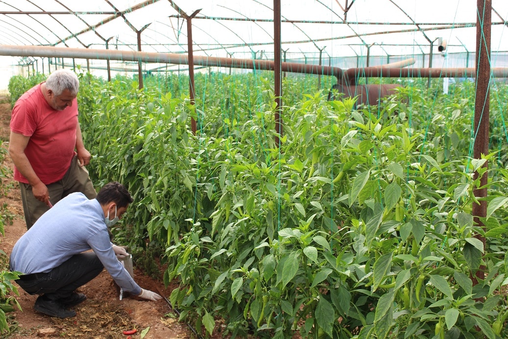 Toprak bereketleniyor Antalyalı çiftçi kazanıyor