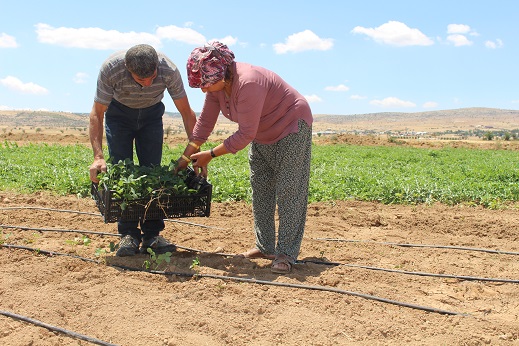 Büyükşehir’den Korkutelili çiftçilere çilek fidesi desteği