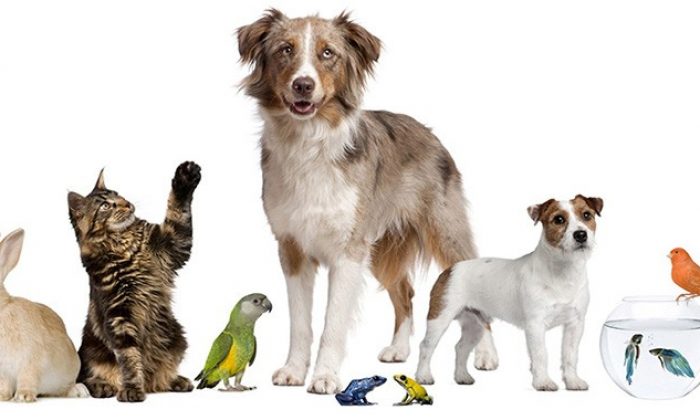 Büyükşehir Belediyesi Petshop ve Yerel Hayvan Koruma Görevlisi eğitimi düzenliyor