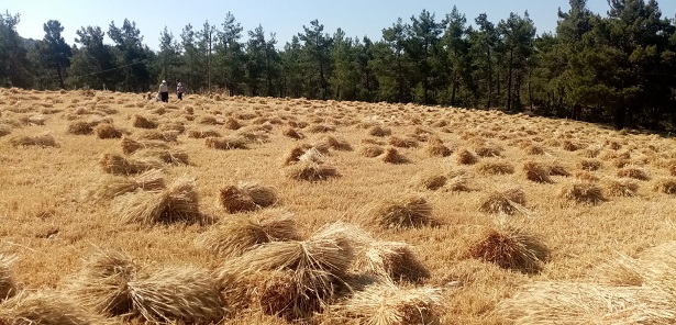 Gündoğmuş’ta Büyükşehir’in dağıttığı buğdaylar hasat edildi
