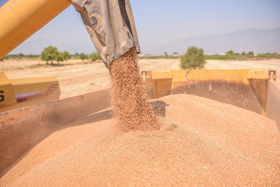 Kepez’in buğdayından 1 milyon 250 bin adet ekmek