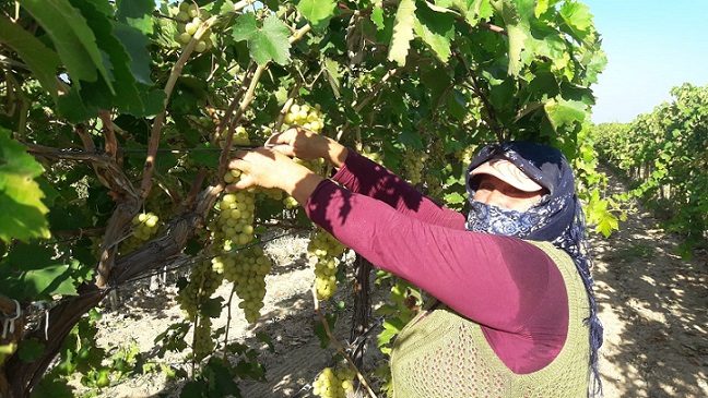 Diyabet hastalarının gözdesi Superior Seedless Çeşidi Sofralık Üzüm ihracat yolcusu