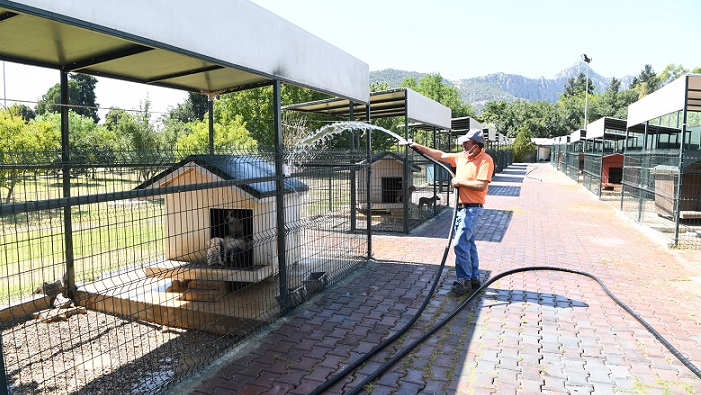 Köpekler banyo seanslarıyla serinliyor