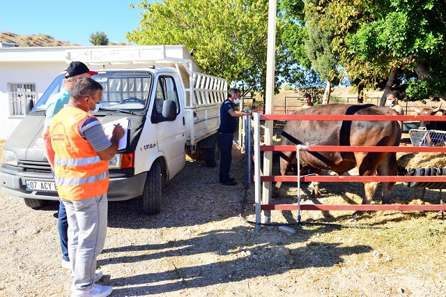 Manavgat Belediyesi’nden Yangınzede Vatandaşlara Hayvan Desteği