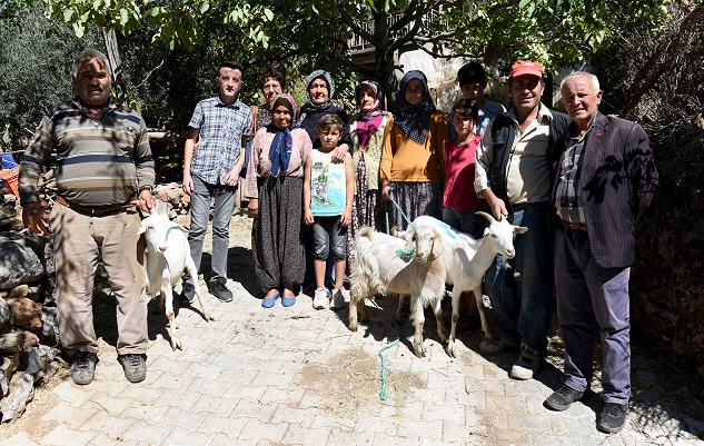 Yangınzedelere küçükbaş hayvan desteği
