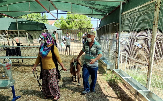Yangınzede Vatandaşlara Küçükbaş Hayvan Desteği