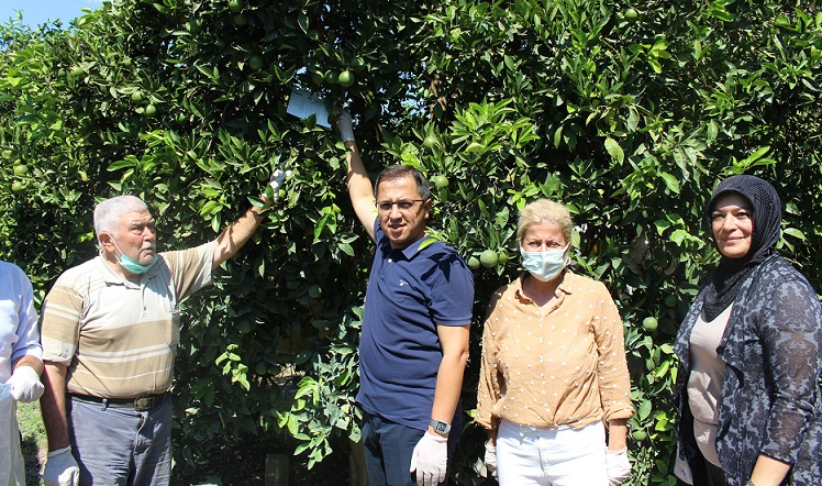 Akdeniz meyve sineğine karşı biyoteknik mücadele