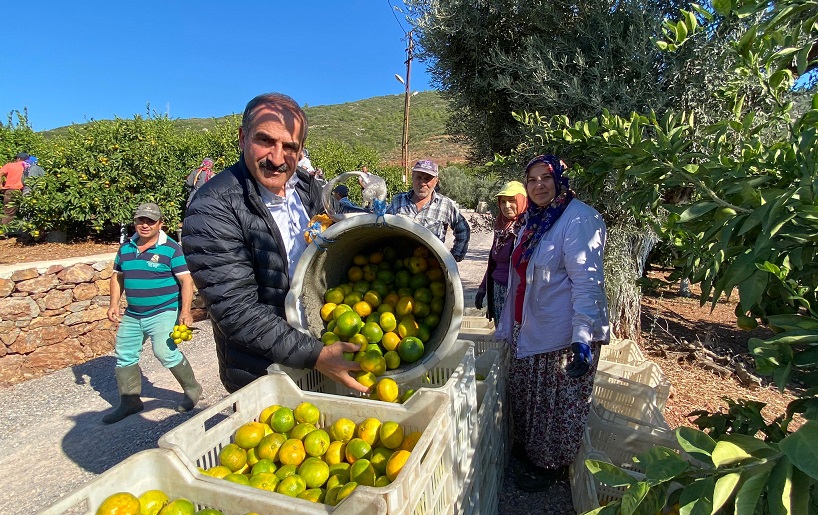 Mandalina ihracatında hedef 500 milyon dolar