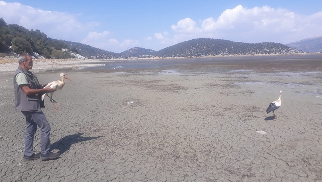 Kumluca Belediyesi Sahip Çıktığı Leylekleri Doğaya Bıraktı
