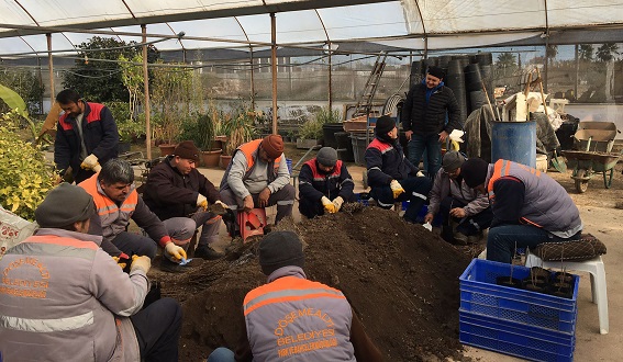 Bakıma alınan fidanlar toprakla buluşacak