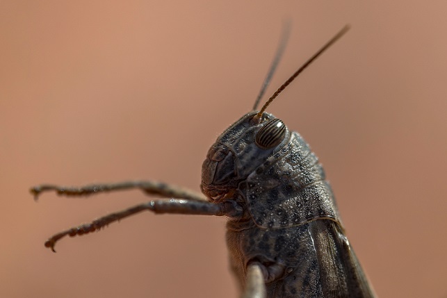 Av böceği çekirgeler